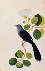 Booah Piedada, Boorong Boobote, uit Tekeningen van Vogels uit Malakka, c.1805-18